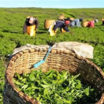 Middle East Tensions Brew Trouble for Tea Trade: Orthodox Prices Dip Amidst Geopolitical Uncertainty