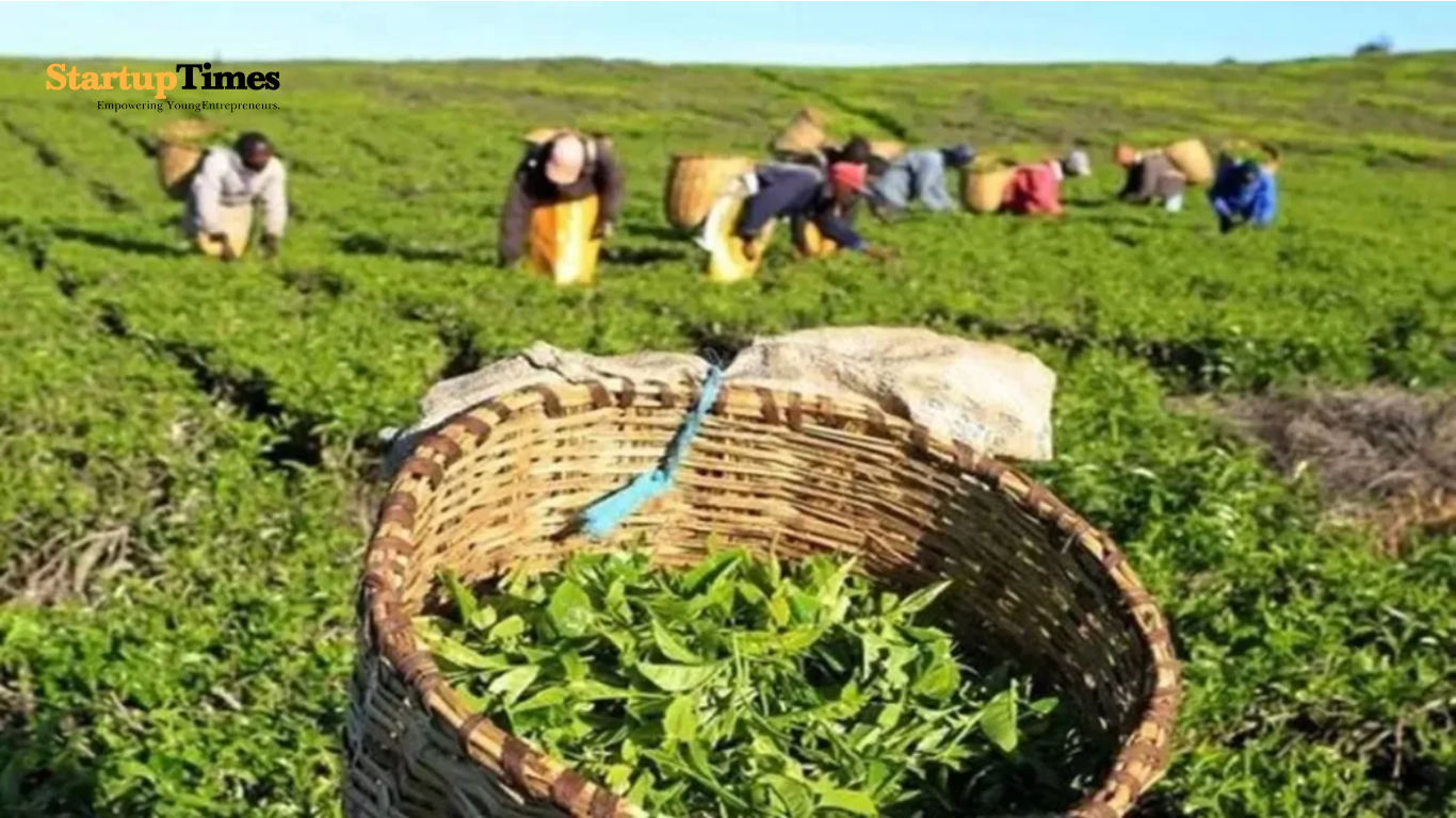 Middle East Tensions Brew Trouble for Tea Trade: Orthodox Prices Dip Amidst Geopolitical Uncertainty